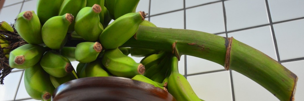 NÃO TEM MAIS ESPAÇO PARA PRODUTO MAIS OU MENOS NO MERCADO
