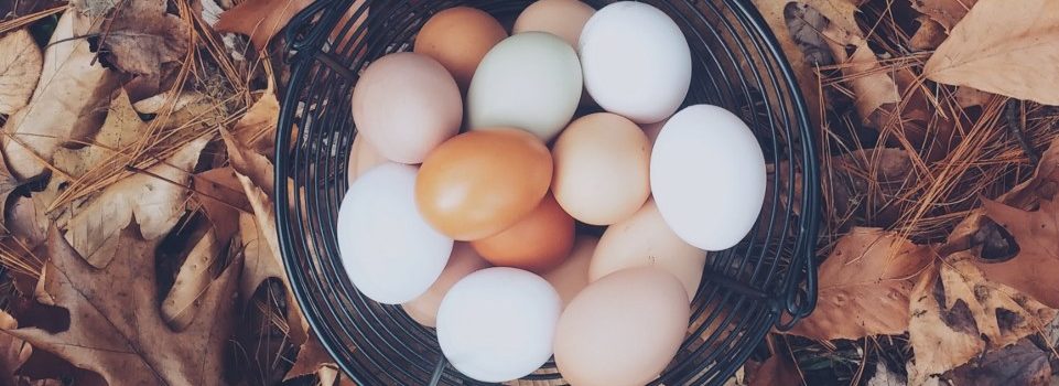 A POLÊMICA DA RITA LOBO E A (FALTA DE) EMPATIA NA ALIMENTAÇÃO