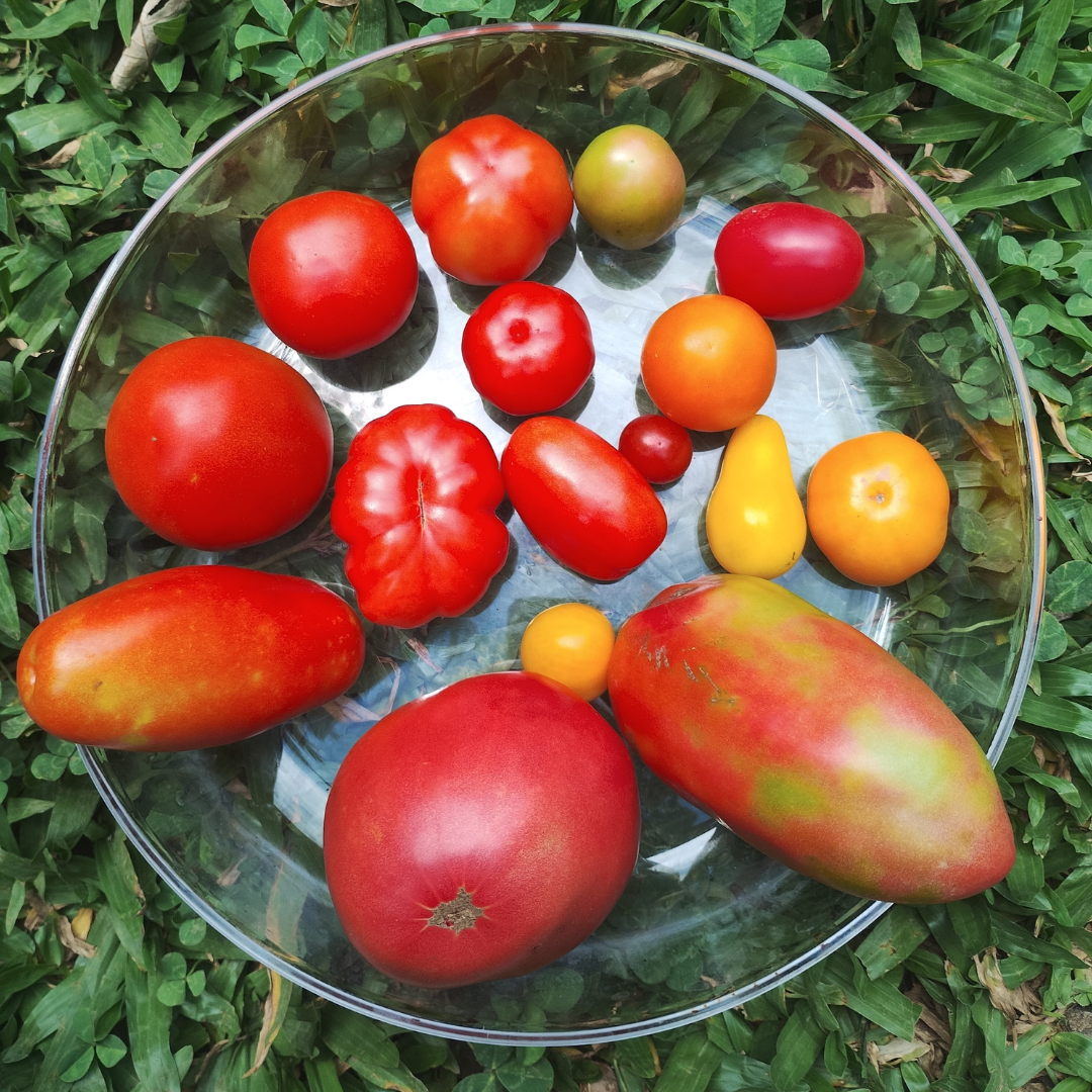 tomate